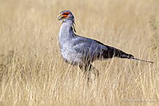 Sekretär auf Beutesuche, Etosha Nationalpark