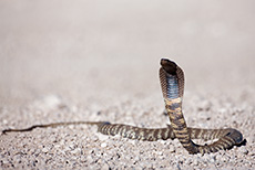 Eine Zebraschlange (Speikobra) stellt sich für uns in Fotoposition