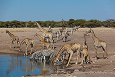 Am Chudop Wasserloch ist gut was los, Etosha Nationalpark