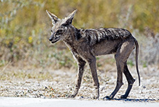 Verdreckter oder kranker Schakal, Etosha Nationalpark