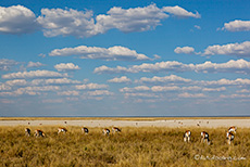 Springbockherde an der Fisher´s Pan, Etosha Nationalpark