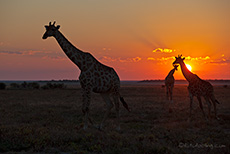 Giraffen im Sonnenuntergang