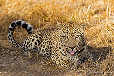 Leopard auf Düsternbrook