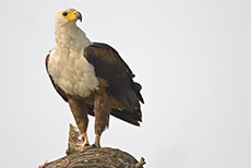 Schreiseeadler mit Beute