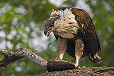 junger Schreiseeadler mit Beute