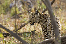 Leopardin