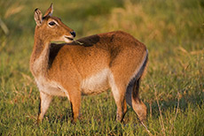 Lechwe-Moorantilope