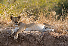 Faule Löwin im South Luangwa NP