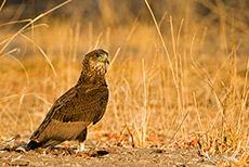 Junger Gaukler, South Luangwa NP