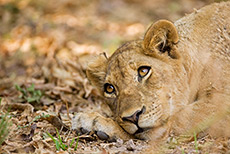 Junge Löwin, South Luangwa NP