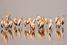 Nimmersattkolonie im Luangwa Fluss