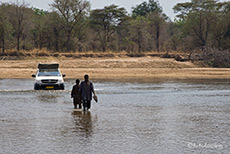 Furt durch den breiten und tiefen Luangwa Fluss