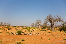 Baobabs auf dem Weg zum Karibastaudamm