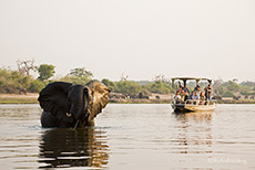 Begegnungen auf dem Chobe