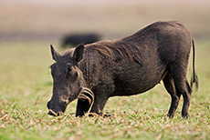 Warzenschwein, Chobe Nationalpark