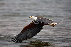 Schreiseeadler mit erbeutetem Fisch, Chobe Nationalpark