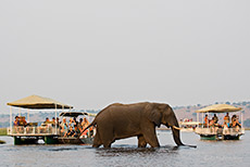 Rushhour auf dem Chobe River