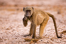 Kleiner Pavian, Chobe Nationalpark