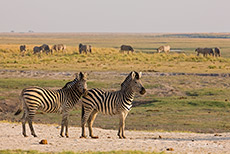 Zebras im Chobe Nationalpark