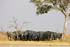 Ängstliche Elefantenherde, Savuti