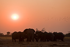 Sonnenuntergang am Savuti Wasserloch