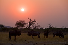 Gnus im Sonnenaufgang, Savuti