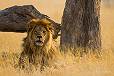 Löwenpascha im hohen Gras, Savuti