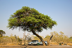 Savuti Campsite