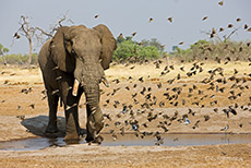 Elefant mit vielen Tauben, Savuti