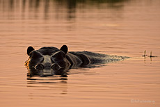 Hippo im Sonnenuntergang, Moremi Nationalpark