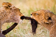 Löwenbabys beim Tauziehen