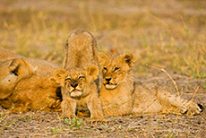 Müde Löwen, Moremi Nationalpark