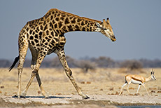 Giraffe am Wasserloch, Nxai Pan Nationalpark