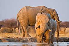 Elefanten am Wasserloch, Nxai Pan Nationalpark