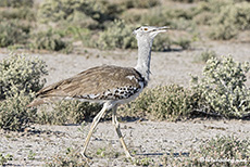 Riesentrappe, Etosha Nationalpark, Namibia