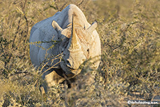 Spitzmaulnashorn, Etosha Nationalpark, Namibia