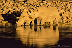 Spitzmaulnashörner (Black Rhino) nachts am Wasserloch, Okaukuejo Camp, Etosha Nationalpark, Namibia