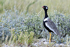 Gackeltrappe (Afrotis afra), Etosha Nationalpark, Namibia