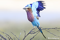 Gabelracke (Coracias caudata), Etosha Nationalpark, Namibia