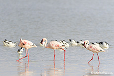 Zwergflamingos (Phoenicopterus minor), Fisher´s Pan, Etosha Nationalpark, Namibia