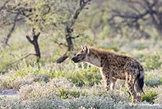 Tüpfelhyäne (Crocuta crocuta), Etosha Nationalpark, Namibia