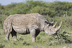 Spitzmaulnashorn (Diceros bicornis), Etosha Nationalpark, Namibia