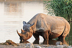 Spitzmaulnashorn (Diceros bicornis) am Chudop Wasserloch, Etosha Nationalpark, Namibia