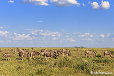 Gnuherde, Etosha Nationalpark, Namibia