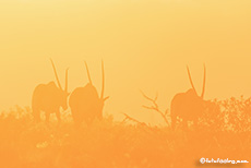 Oryxantilopen Oryx gazella) im Gegenlicht, Etosha Nationalpark, Namibia