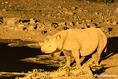 Nachts am Wasserloch von Halali mit Spitzmaulnashorn, Etosha Nationalpark, Namibia