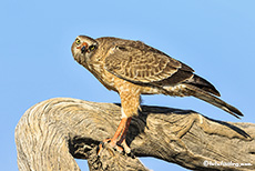 Singhabicht, Etosha Nationalpark, Namibia