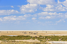 Am Okondeka Wasserloch ist viel los, Etosha Nationalpark, Namibia