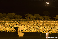 Spitzmaulnashorn am Wasserloch von Okaukuejo, Etosha Nationalpark, Namibia