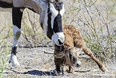 Oryxantilopen Kalb versucht aufzustehen, Etosha Nationalpark, Namibia